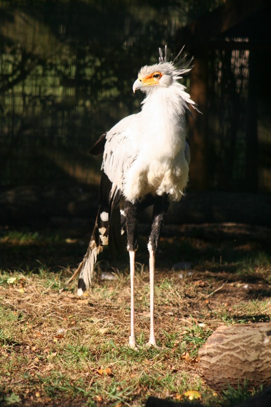 Sec bird Mar - May 2010