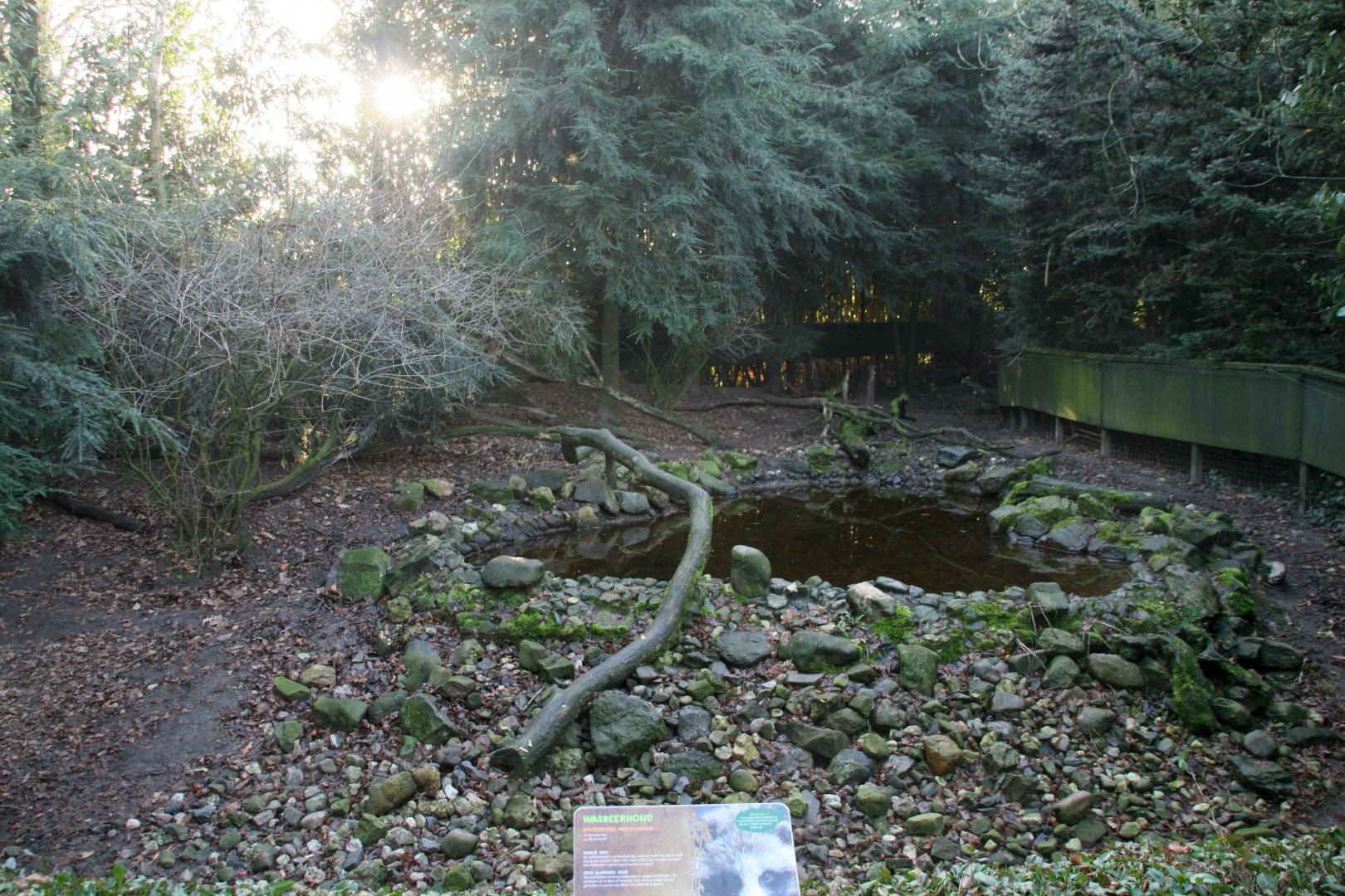 seccond Racoon dog enclosure