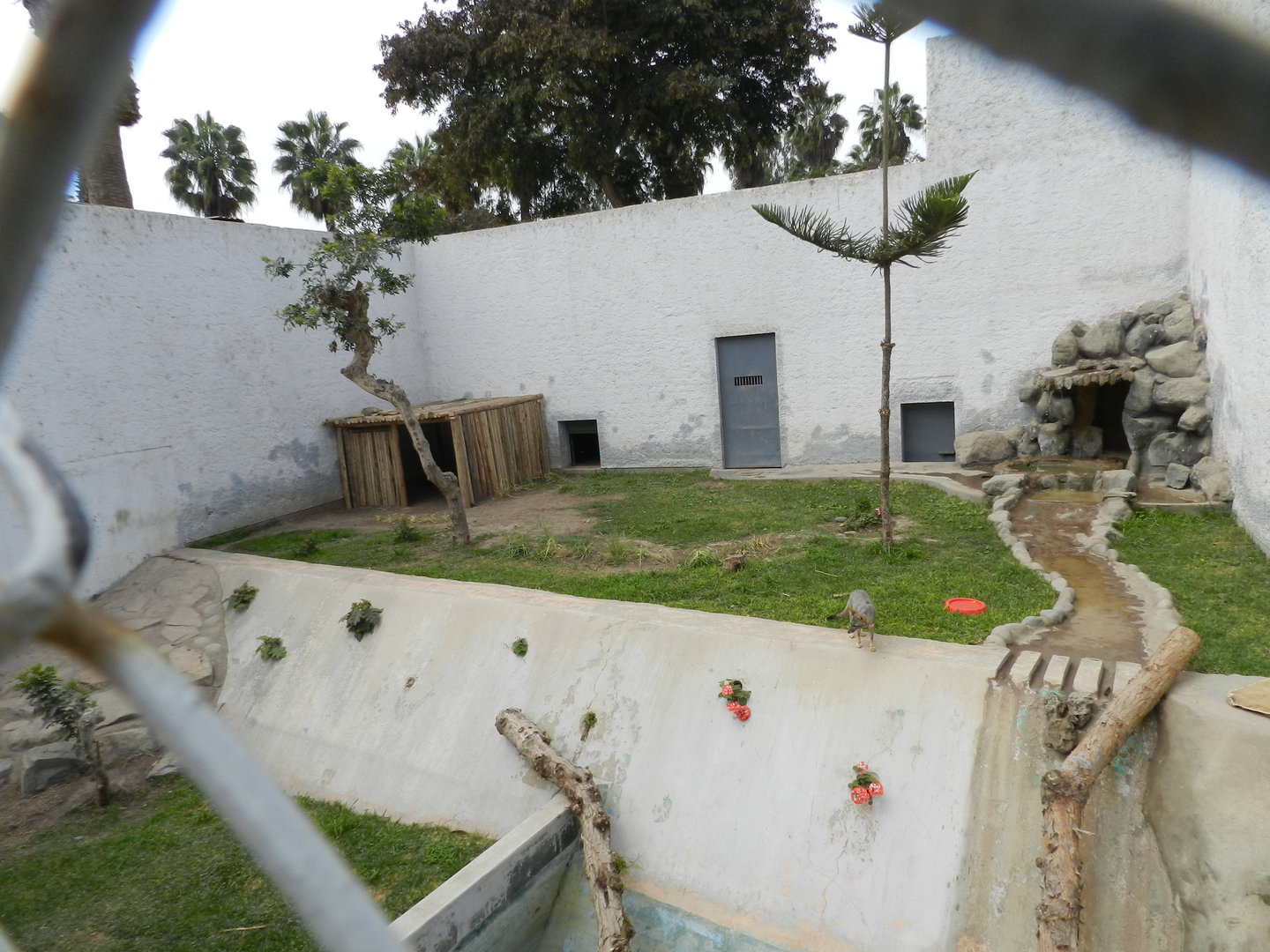 Sechurae fox exhibit - Parque de Las Leyendas