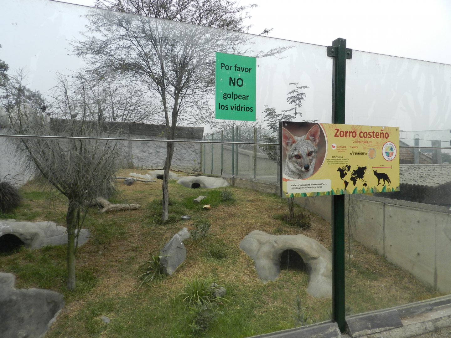Sechurae fox exhibit - Parque Zoológico Huachipa
