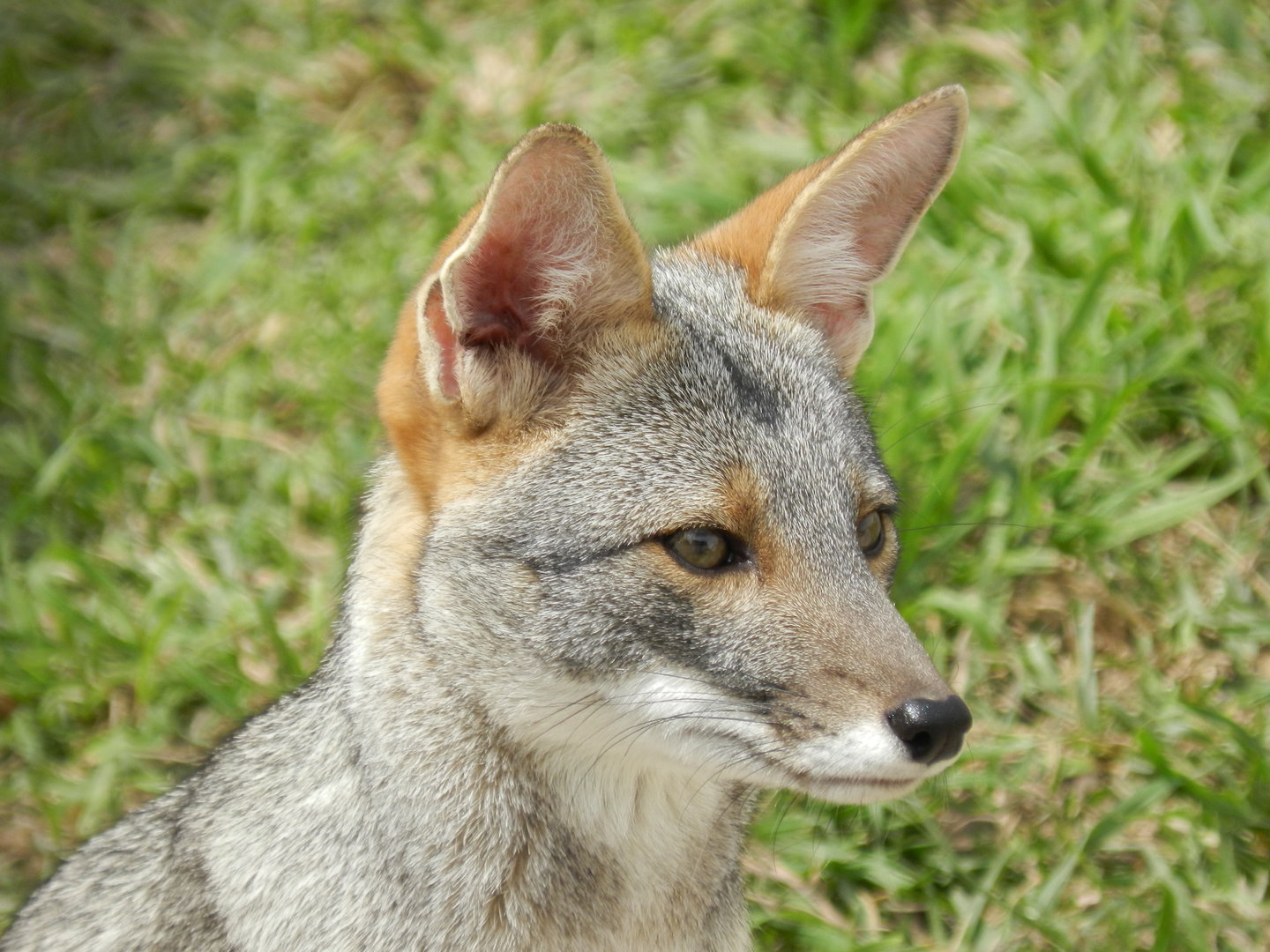 Sechurae fox - Parque de Las Leyendas