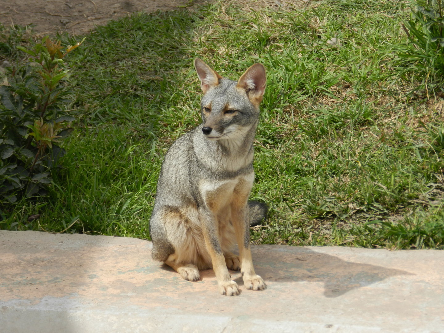 Sechurae fox - Parque de Las Leyendas