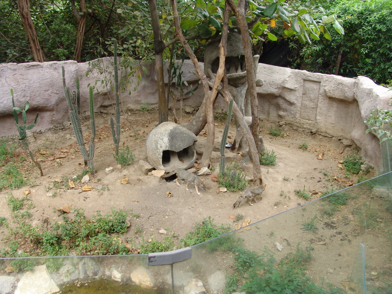 Sechuran Fox (Lycalopex sechurae) exhibit
