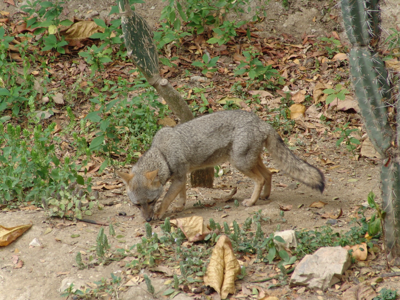 Sechuran Fox (Lycalopex sechurae)
