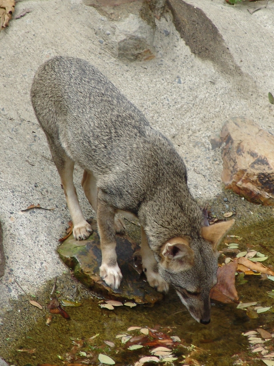 Sechuran Fox (Lycalopex sechurae)