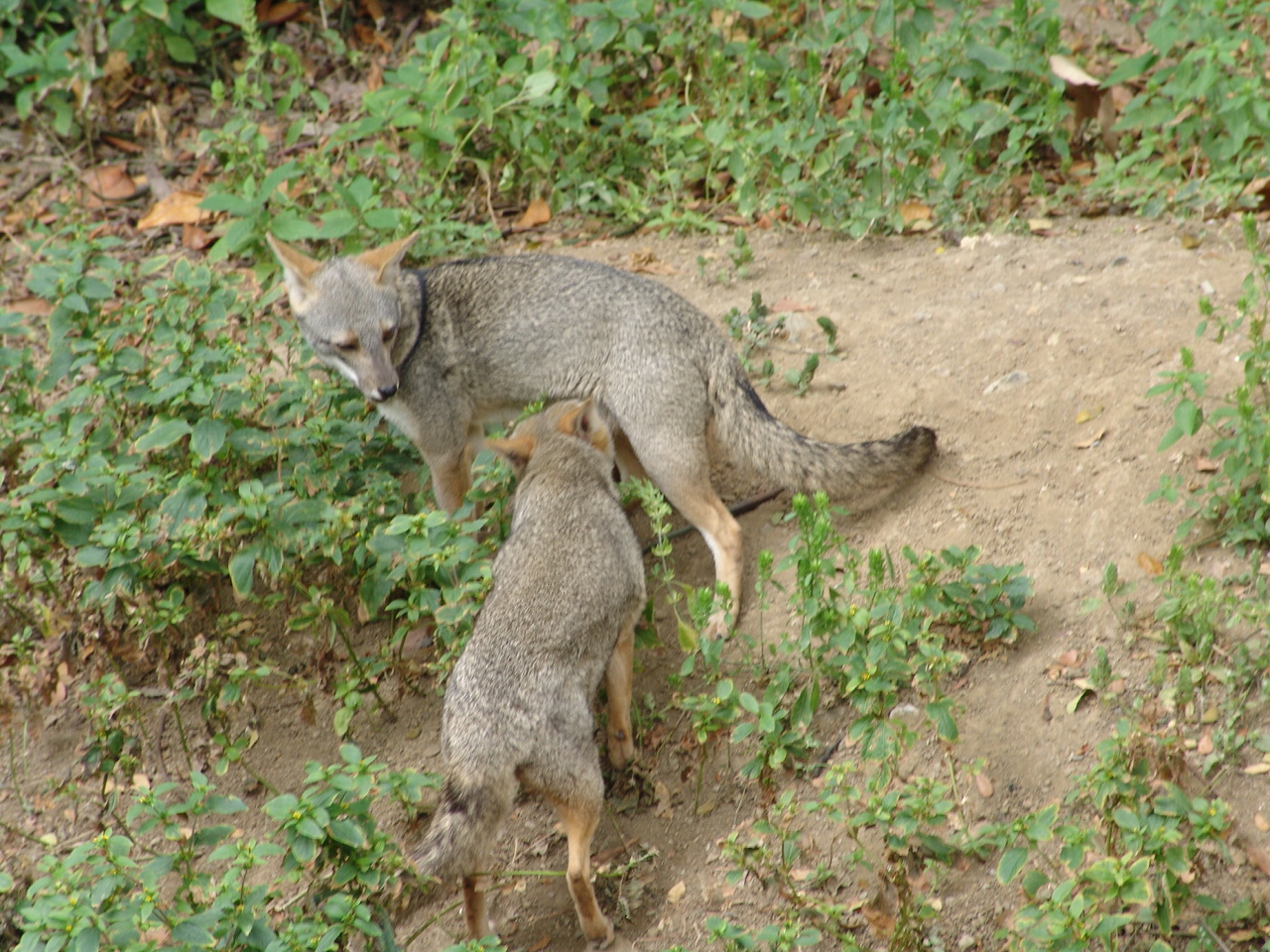 Sechuran Fox (Lycalopex sechurae)