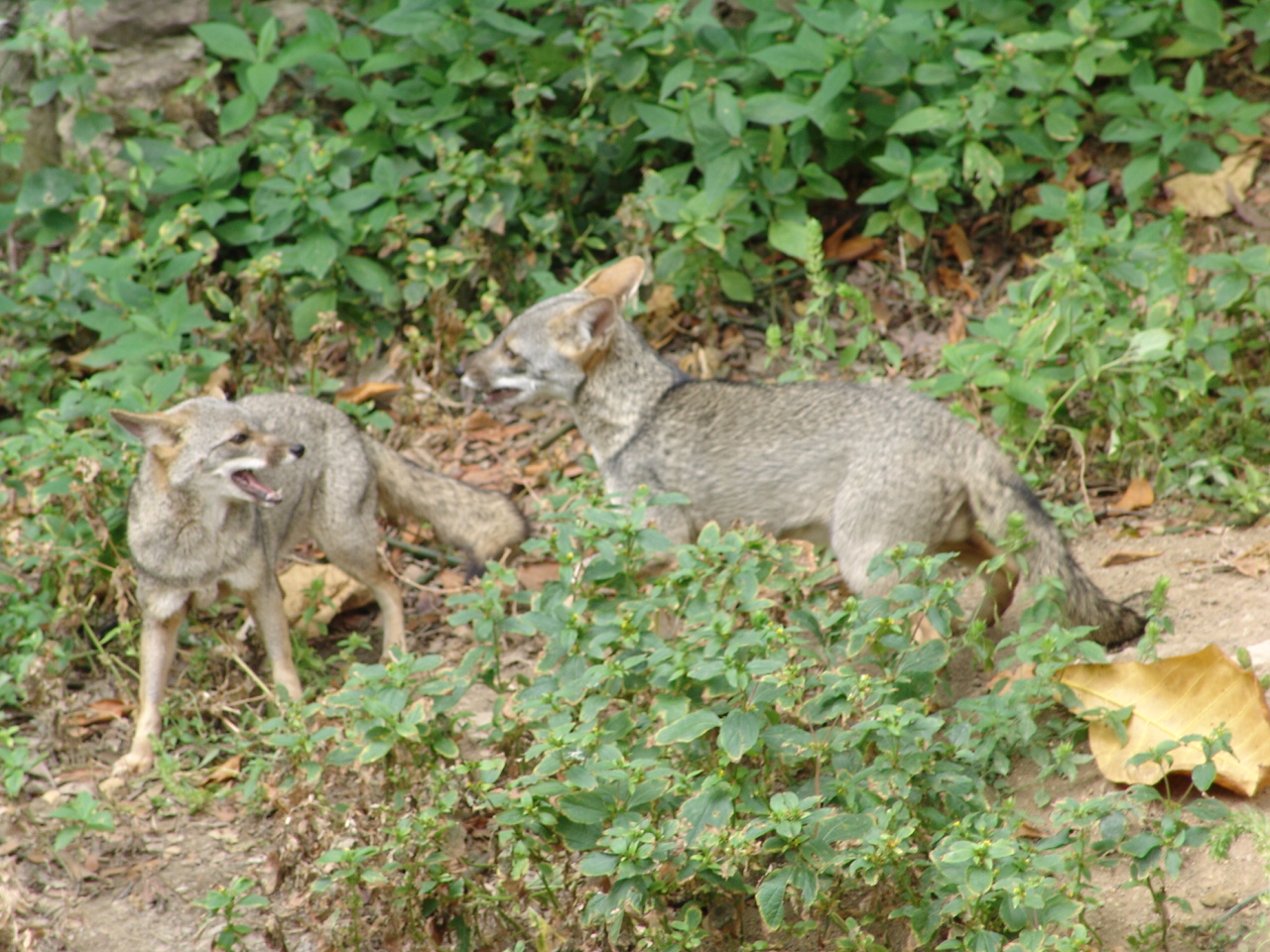 Sechuran Fox (Lycalopex sechurae)