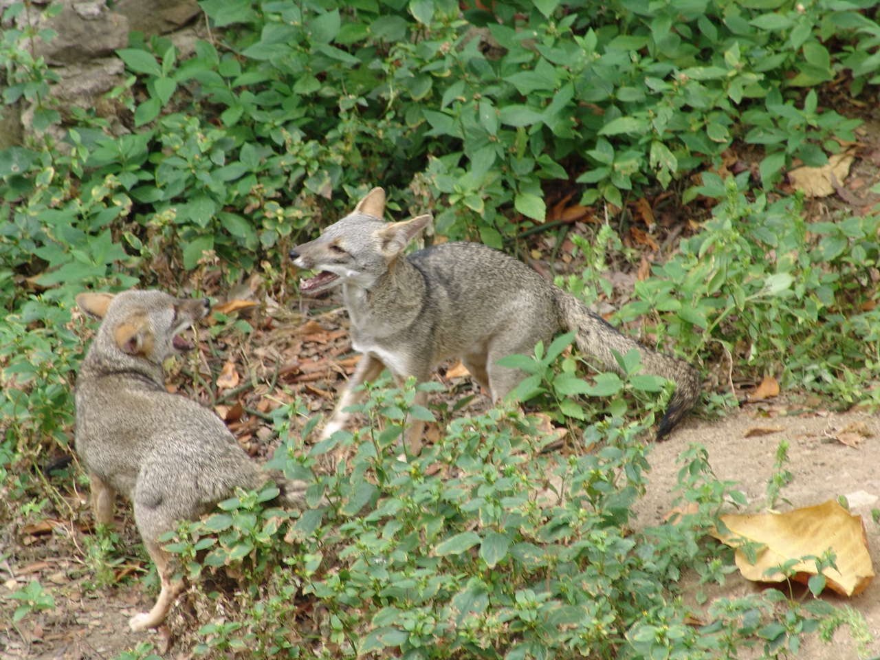 Sechuran Fox (Lycalopex sechurae)