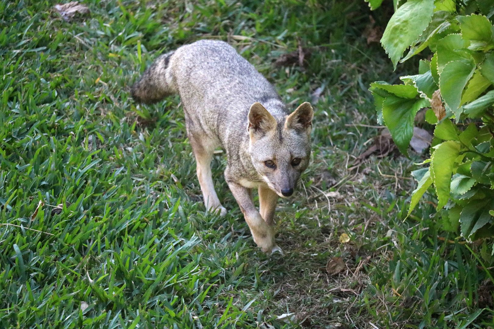 Sechuran fox, May 2016