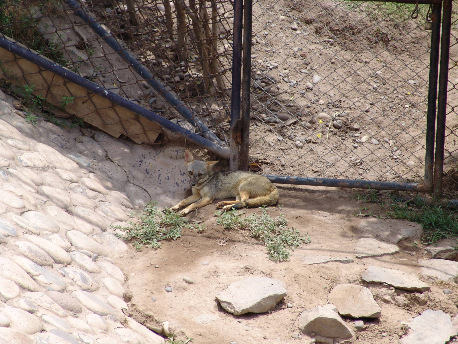 Sechuran Fox (Pseudalopex sechurae)