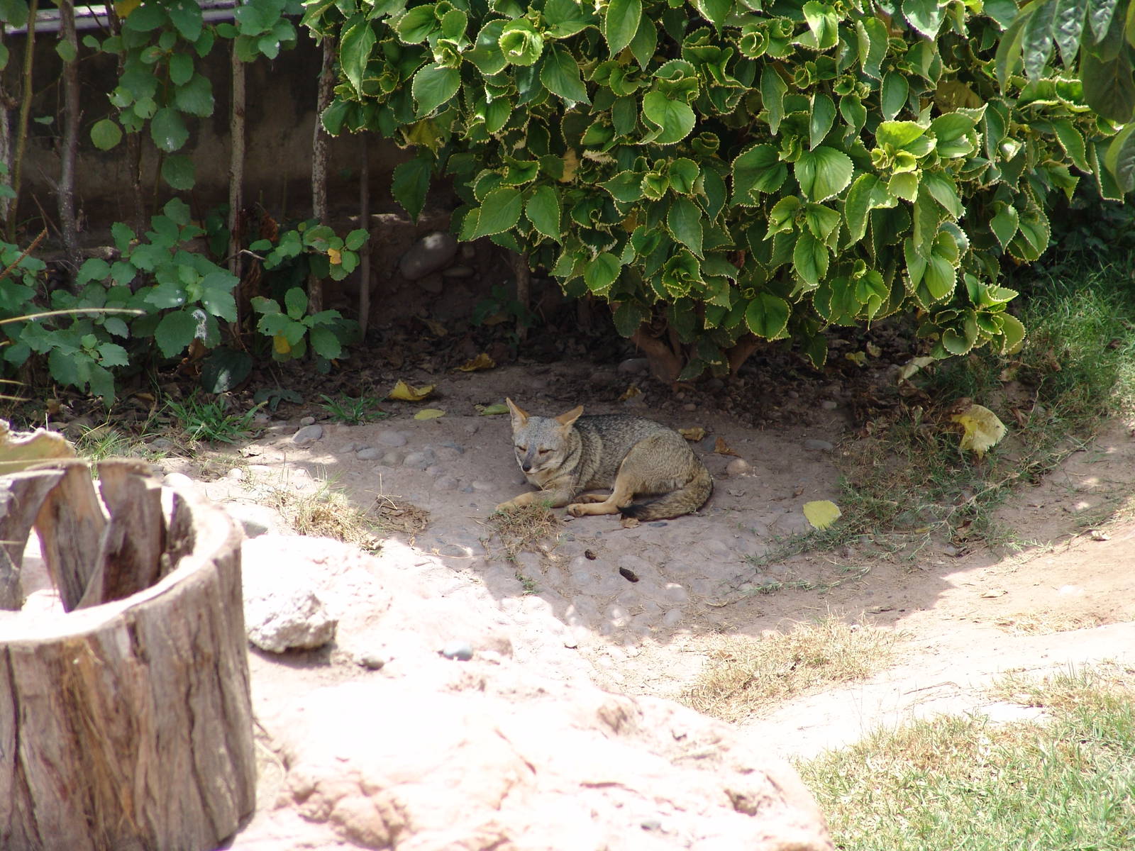 Sechuran Fox (Pseudalopex sechurae)