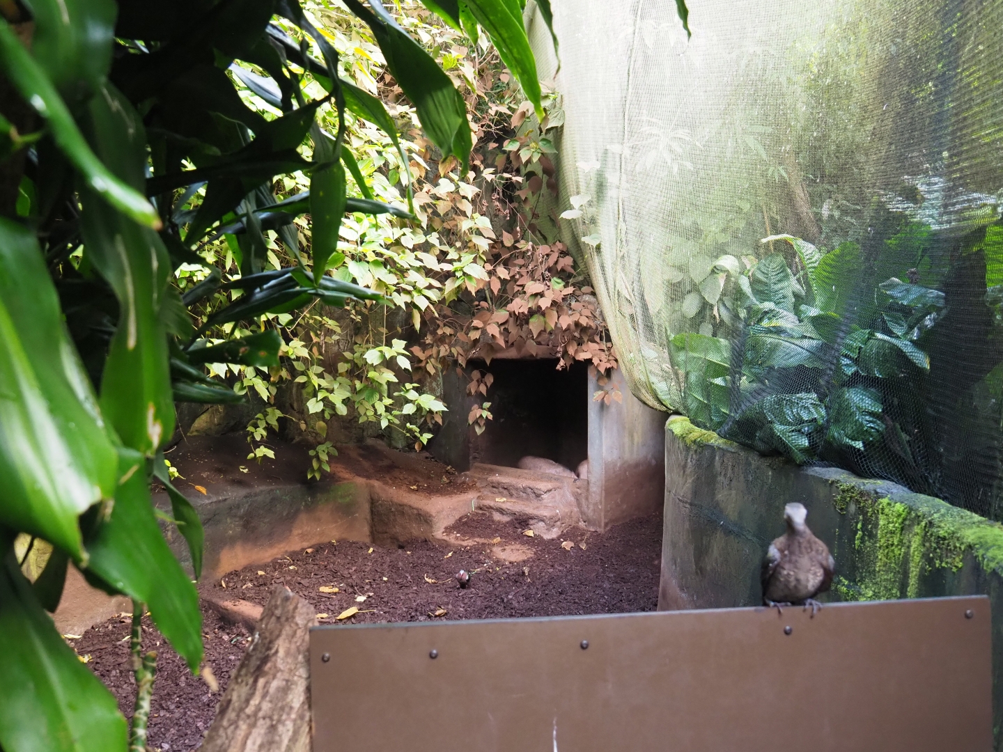 Second aardvark exhibit (Sep 16th, 2018)