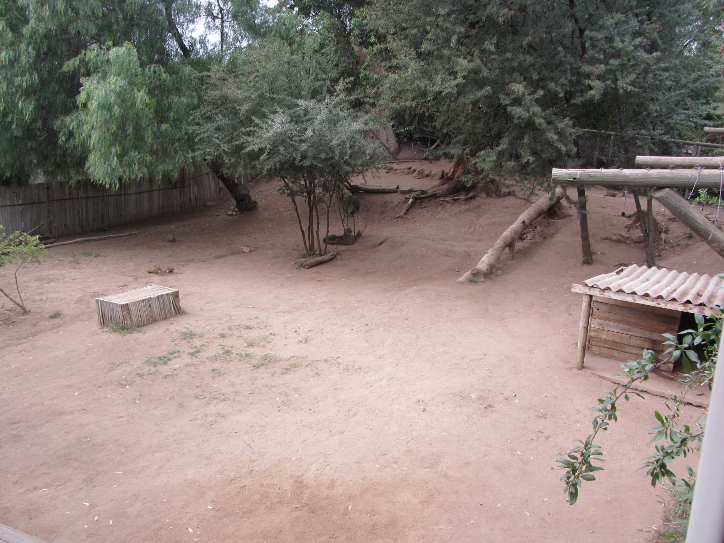 Second Adult Cheetah Exhibit