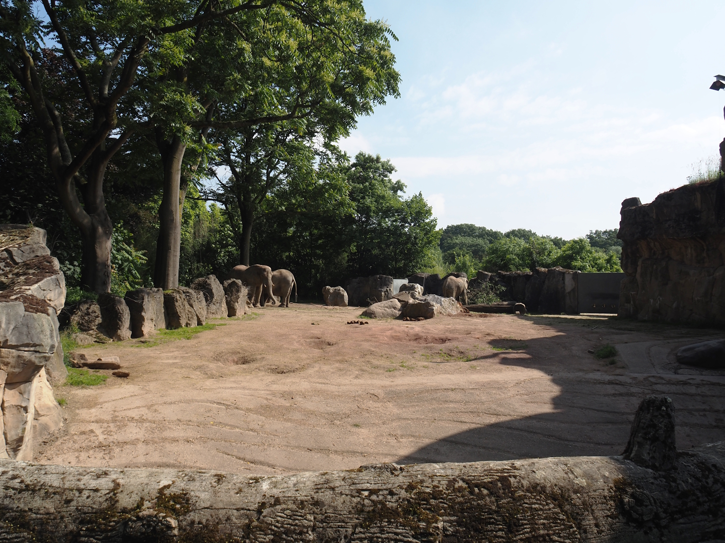 Second African bush elephant paddock, 2024-06-08