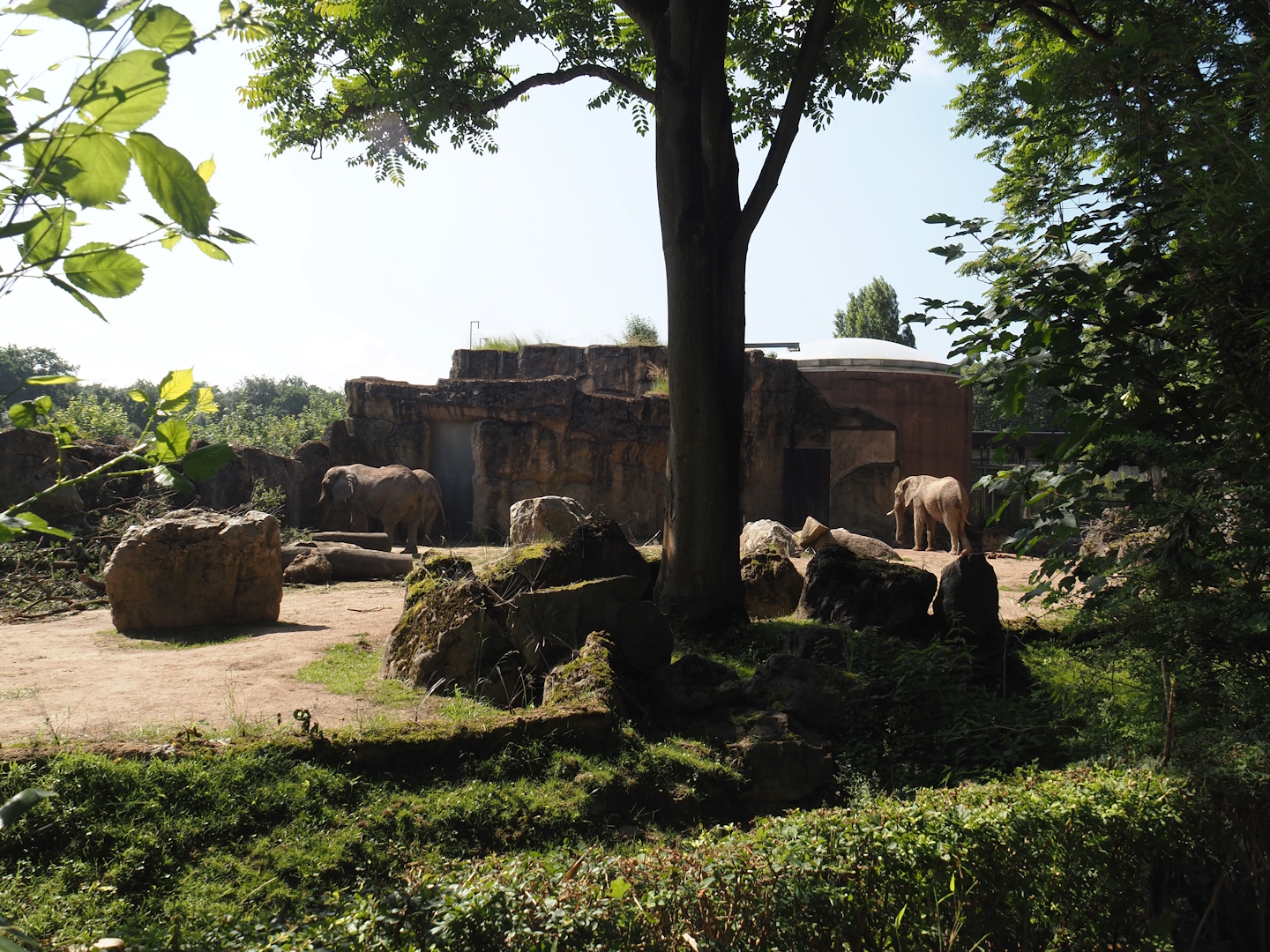 Second African bush elephant paddock, 2024-06-08