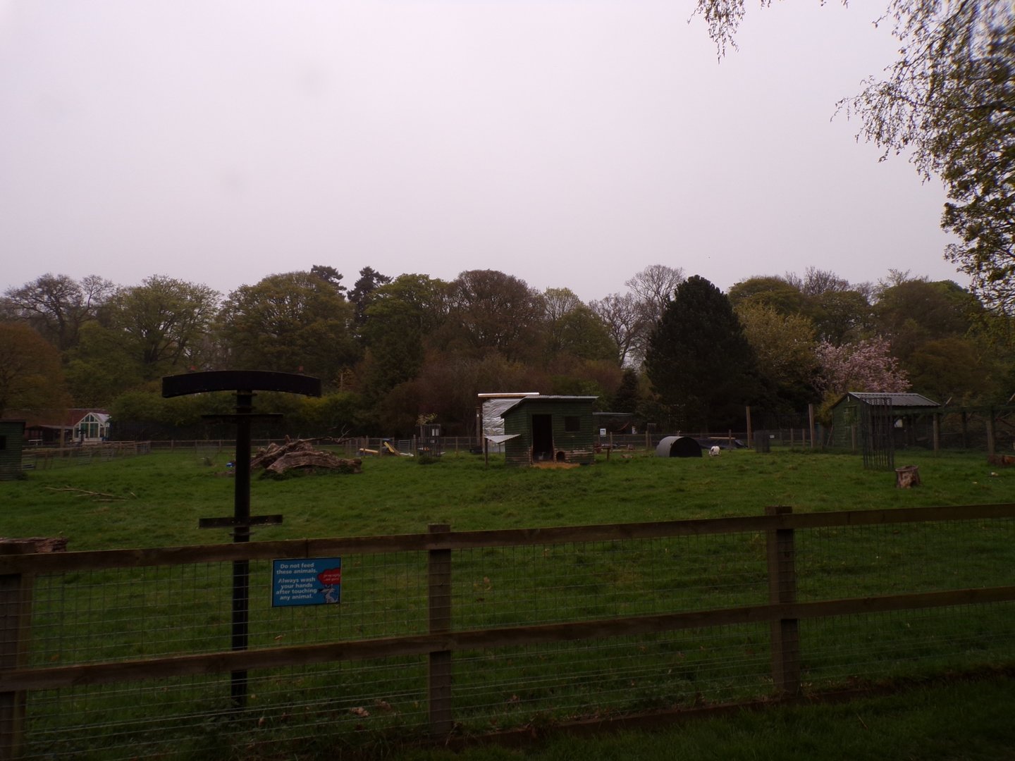 Second African pygmy goat 7.5.23