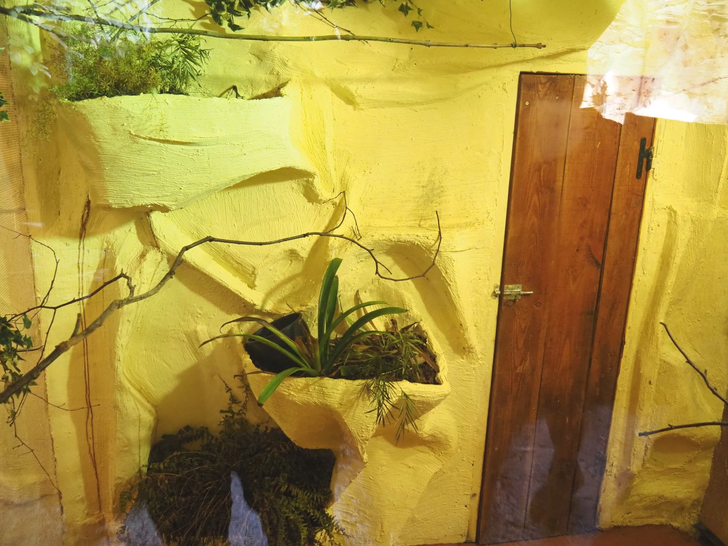 Second Amazilia hummingbird aviary, 2021-09-03