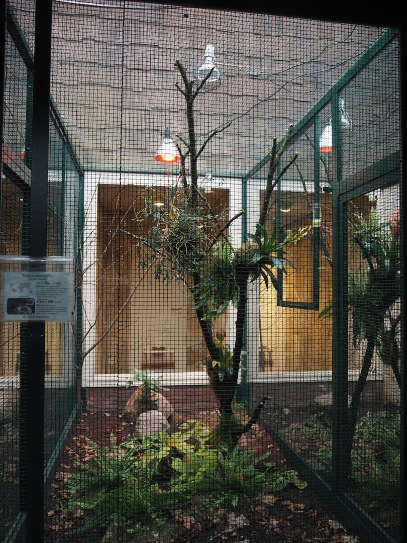 Second Amazilia hummingbird aviary, 2024-05-22