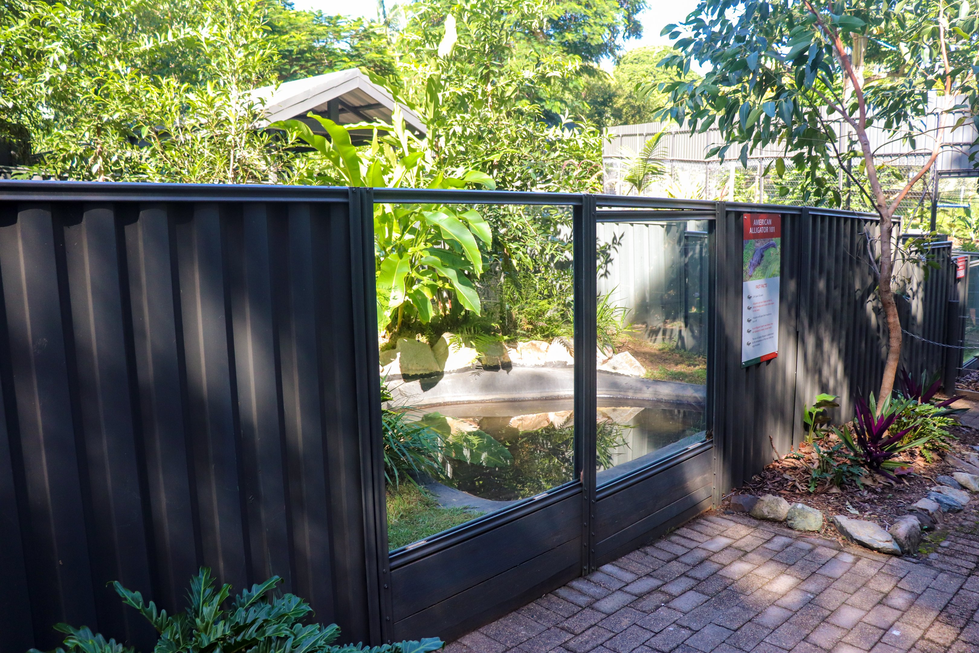 Second American Alligator Enclosure