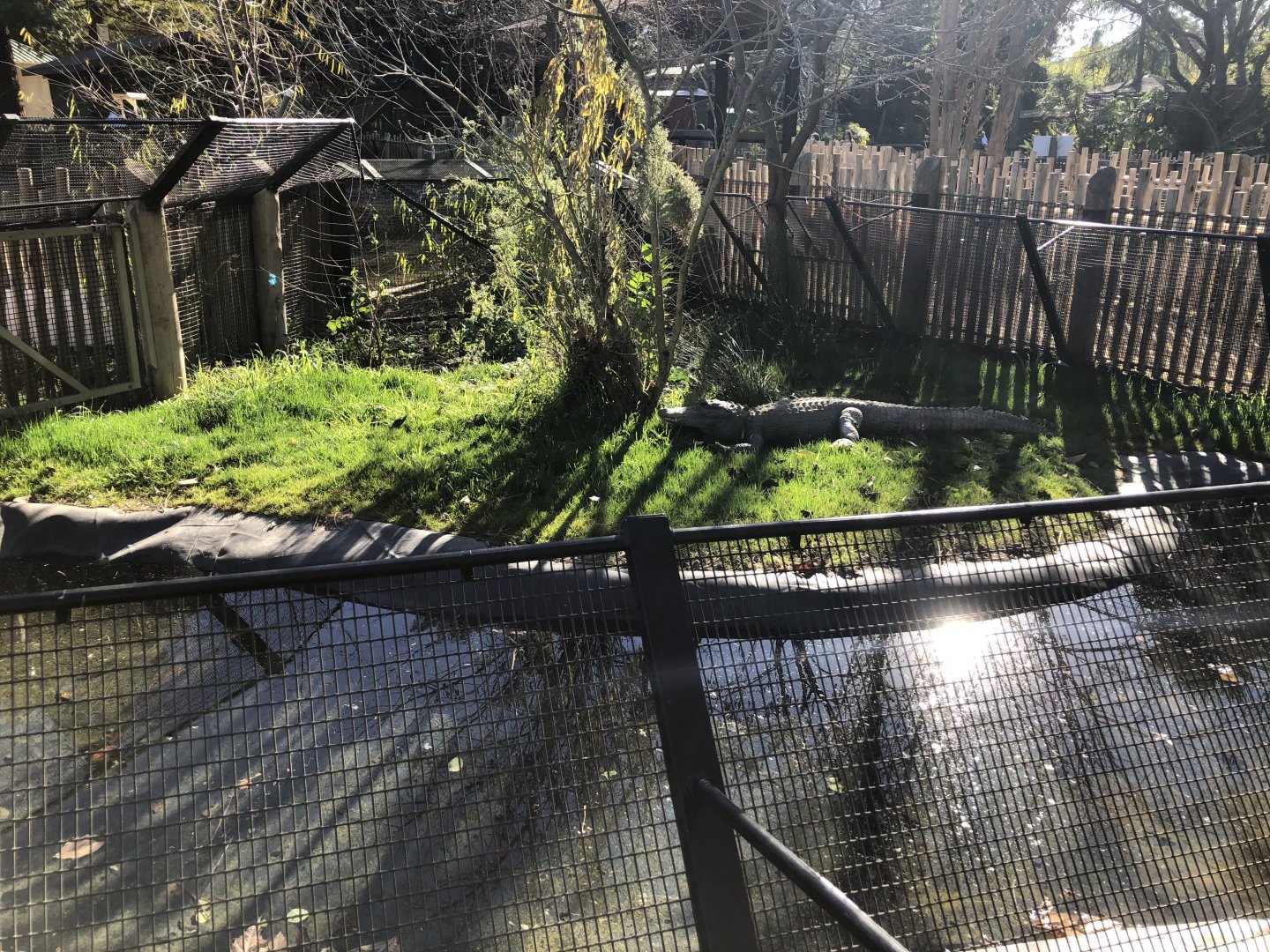 Second American alligator exhibit