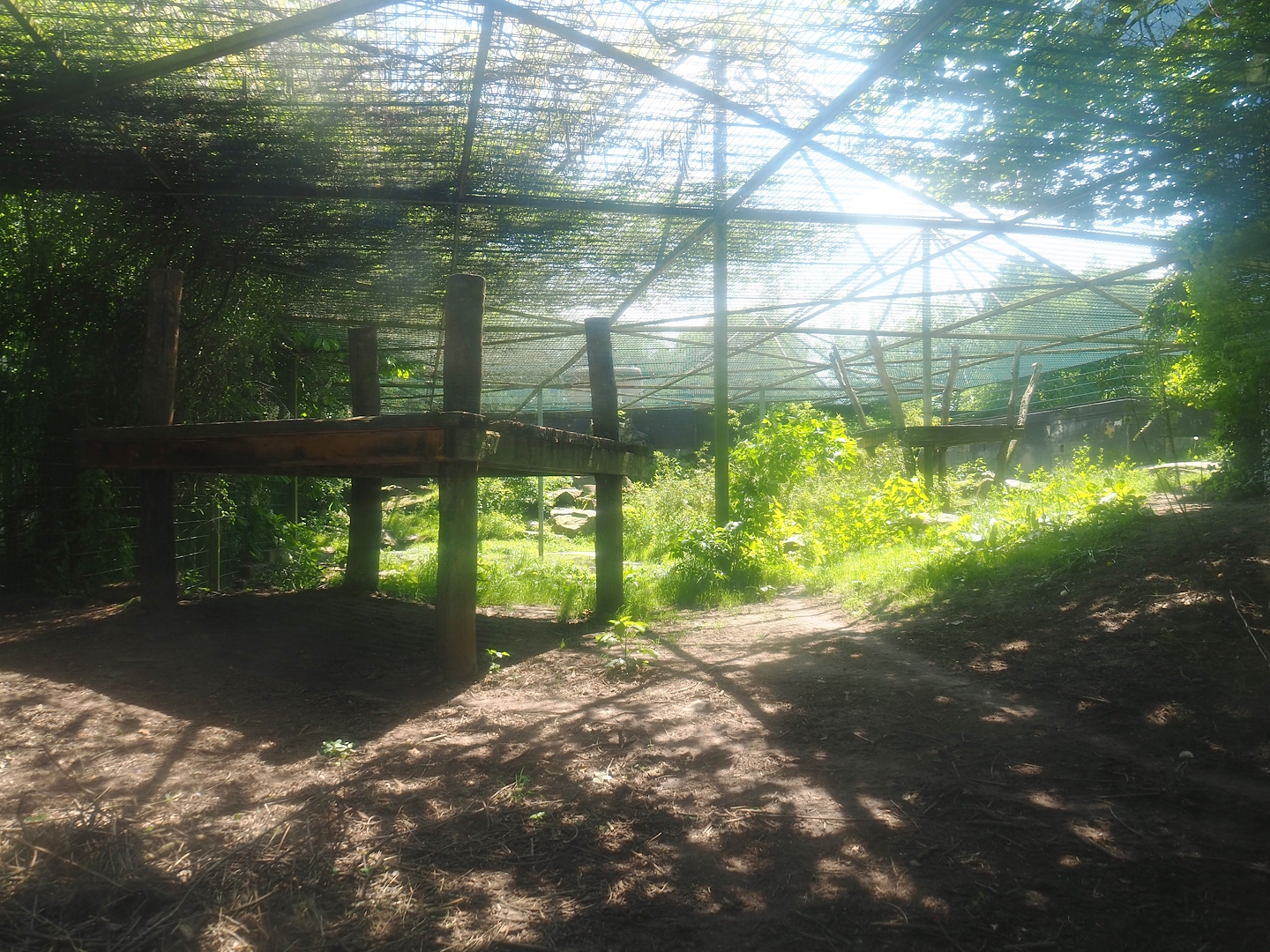 Second Amur leopard exhibit, 2023-05-19