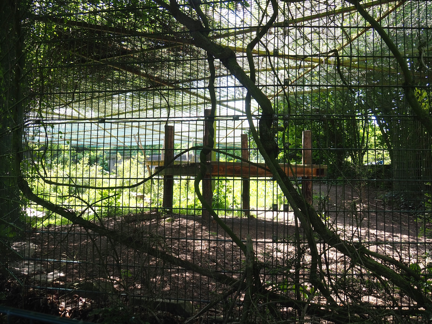 Second Amur leopard exhibit, 2023-05-19