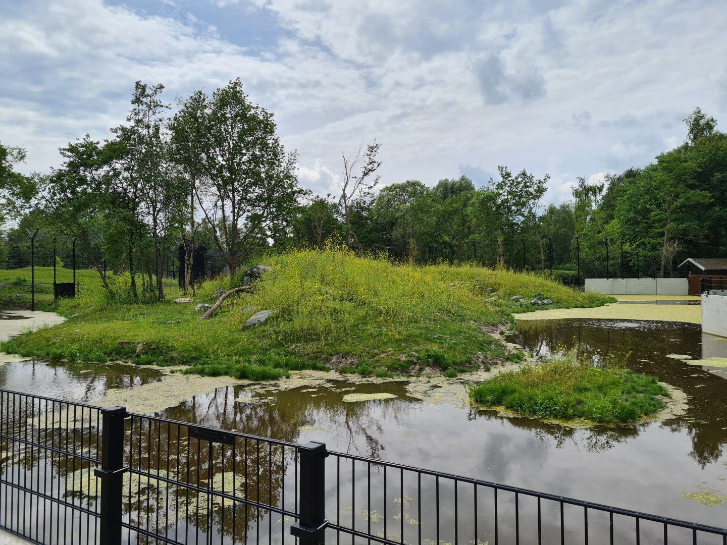 Second amur tiger enclosure