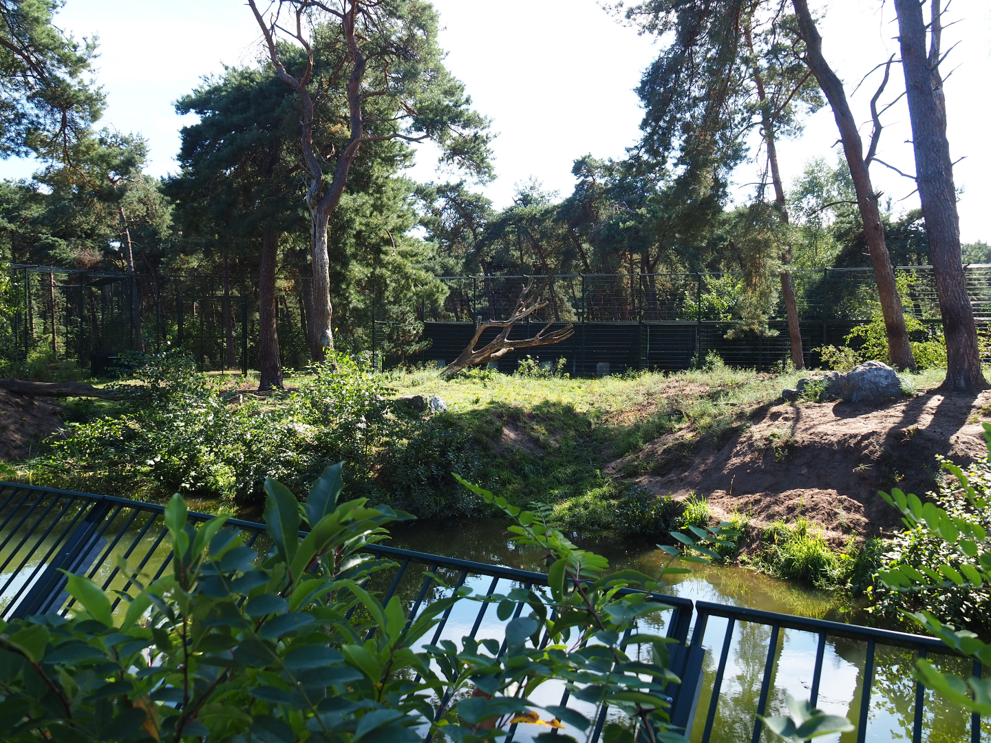 Second Amur tiger exhibit, 2019-09-15