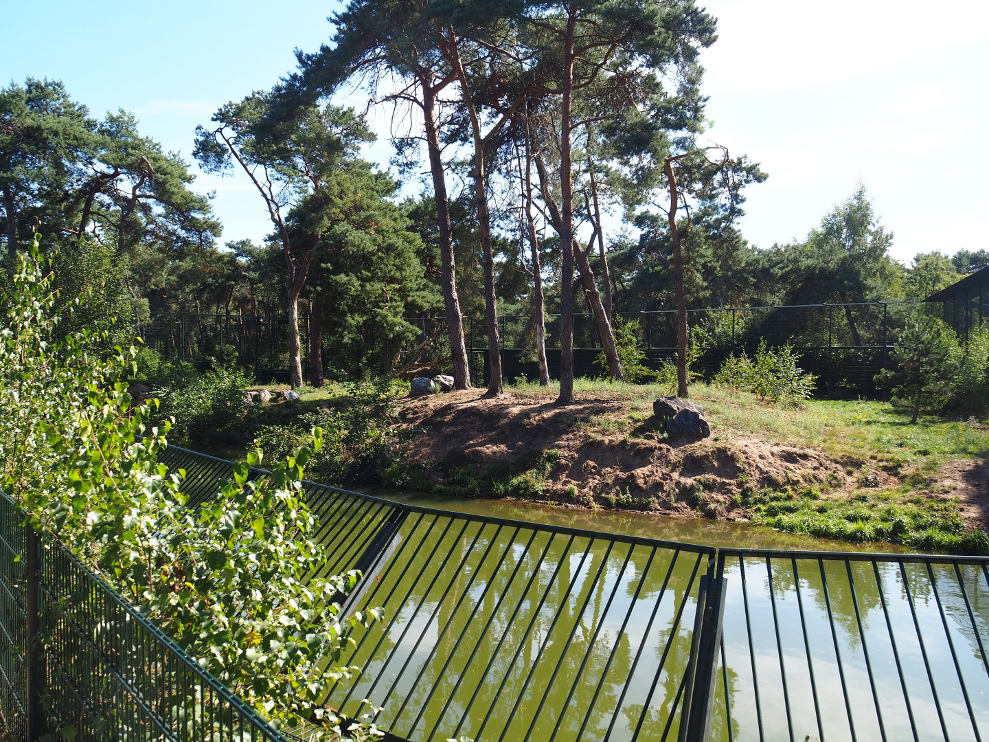 Second Amur tiger exhibit, 2019-09-15