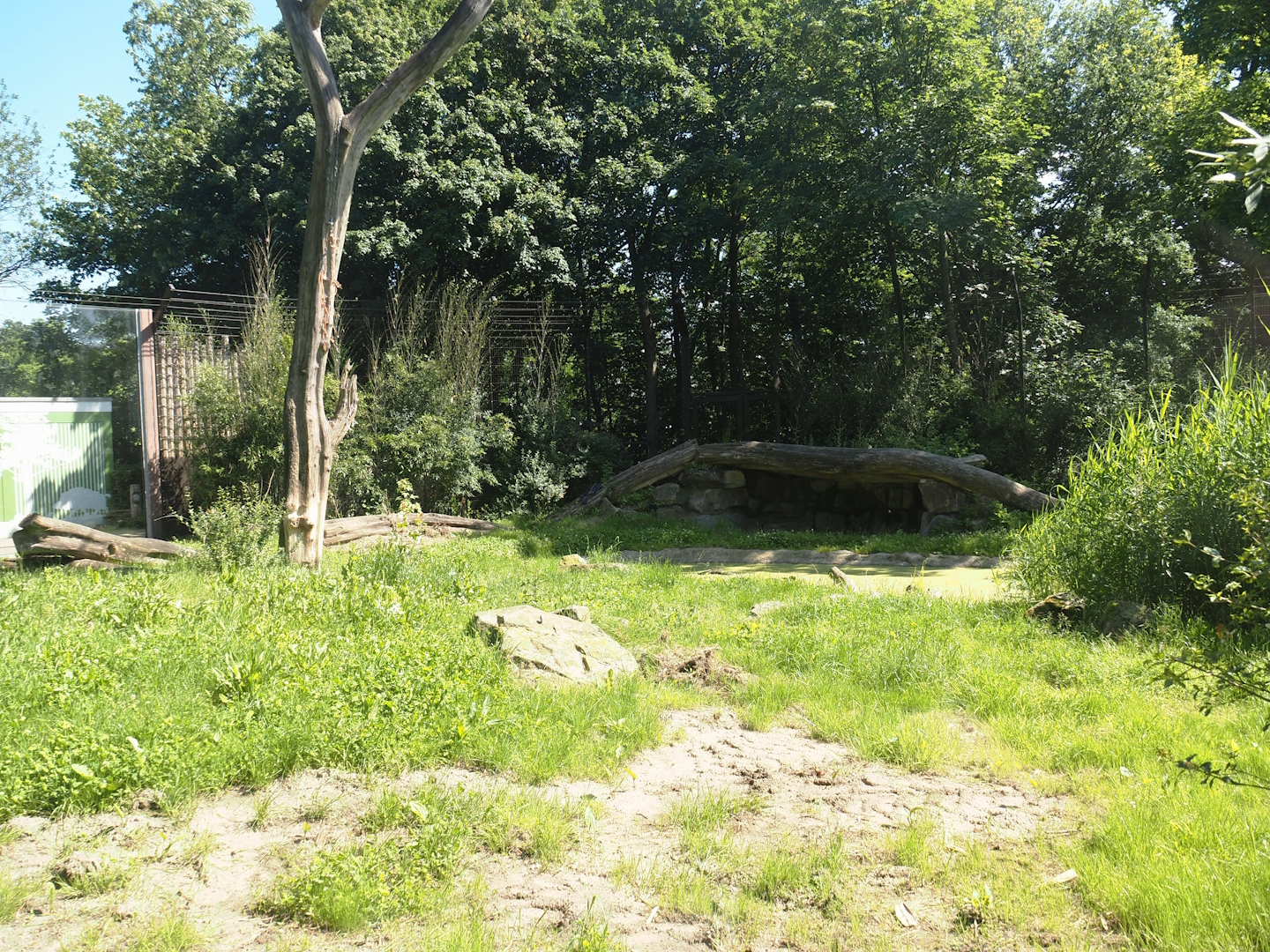 Second Amur tiger exhibit, 2024-06-08