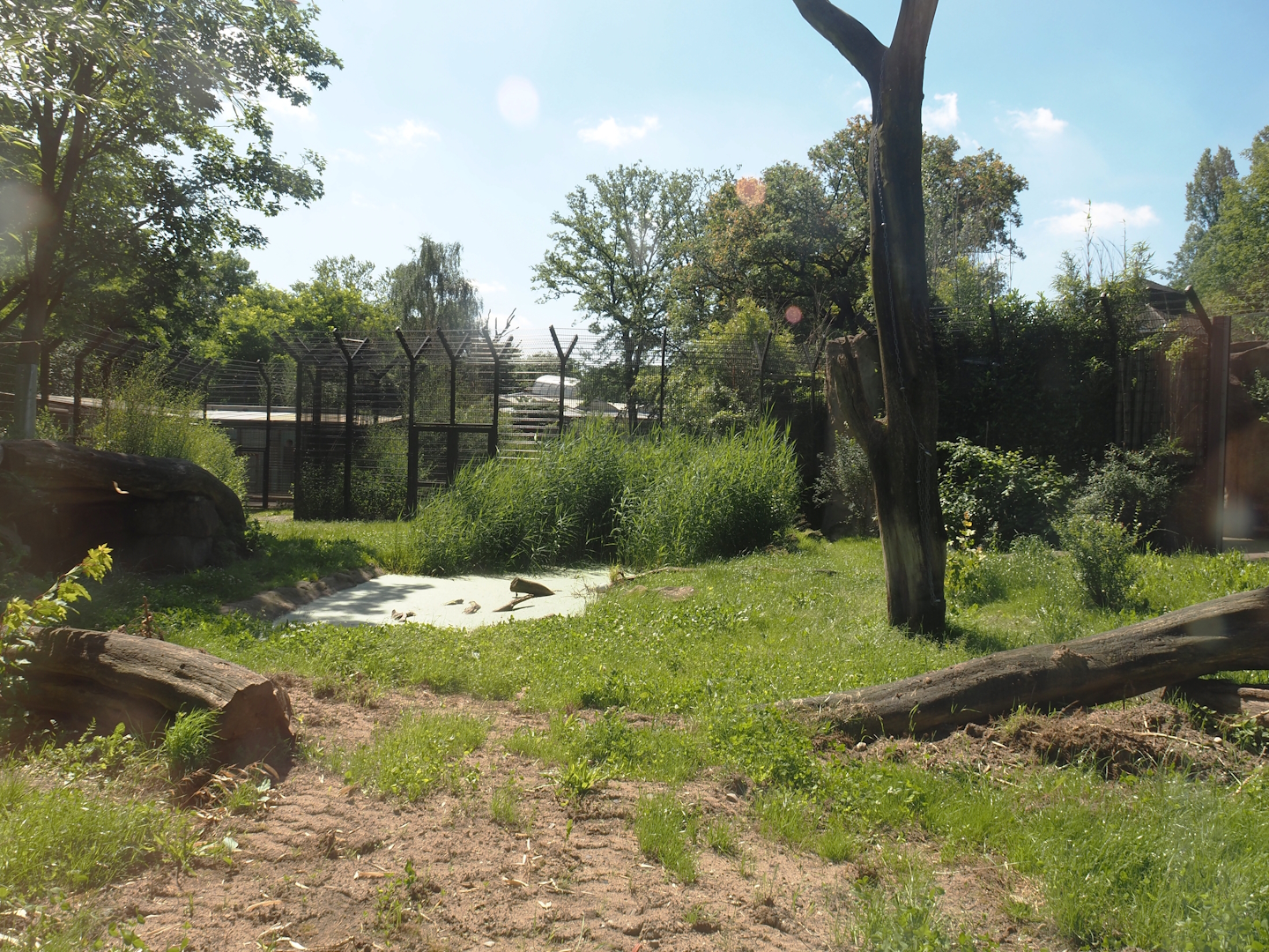 Second Amur tiger exhibit, 2024-06-08
