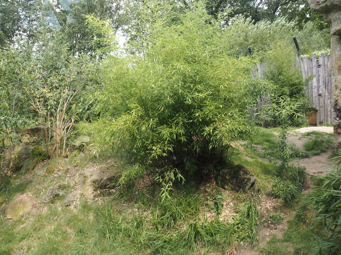 Second Amur tiger exhibit, 2024-08-05