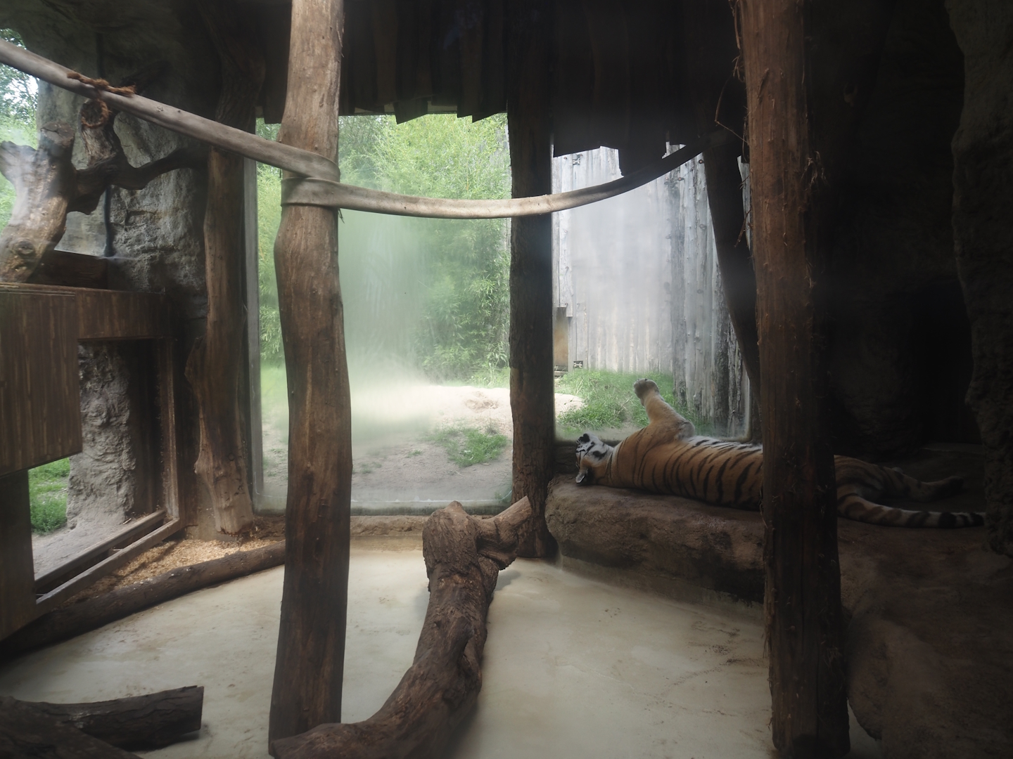 Second Amur tiger indoor exhibit, 2024-08-05