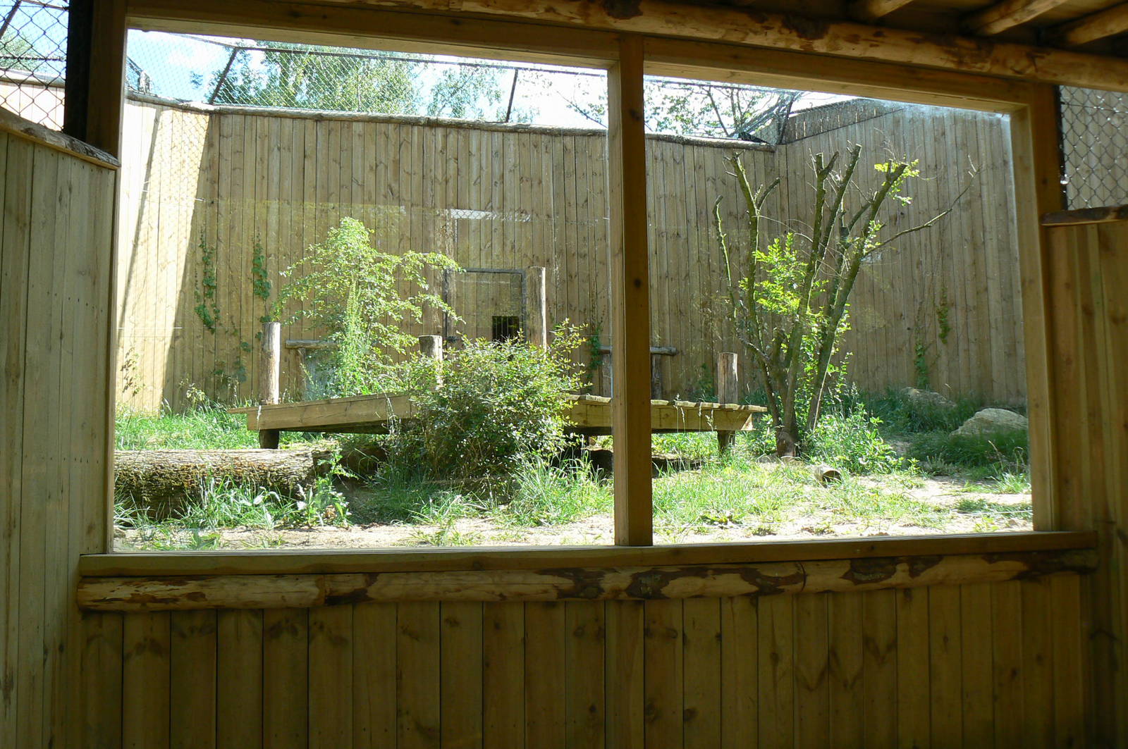 Second amur tigers exhibit