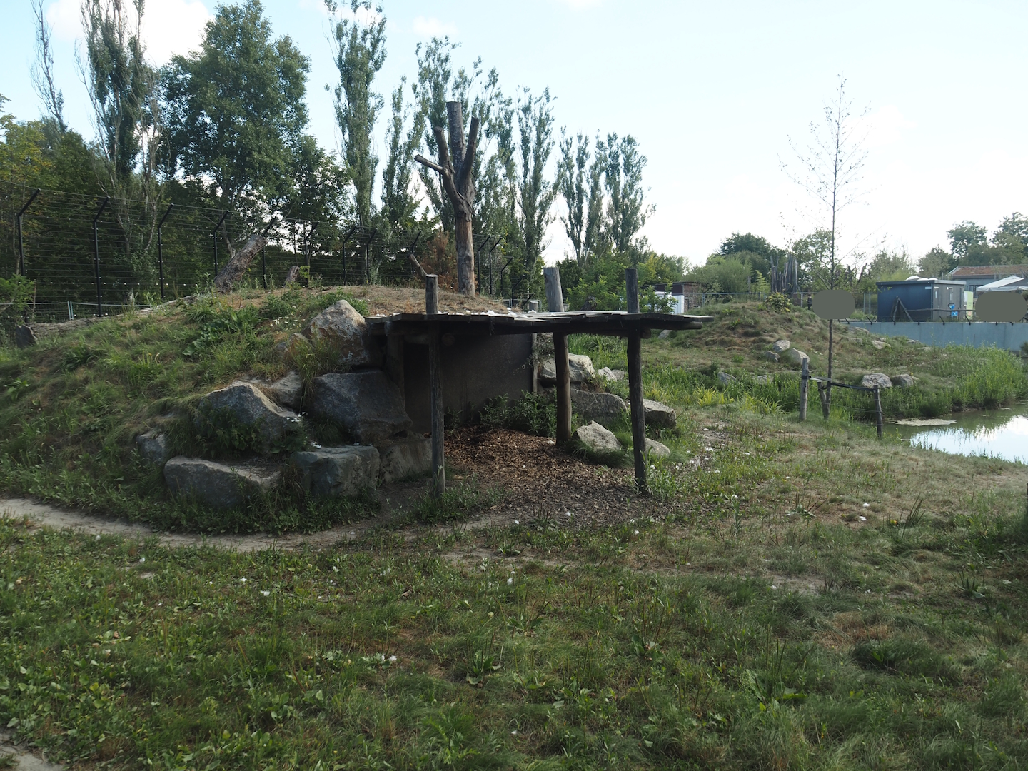 Second and larger new Amur tiger exhibit, 2025-08-24