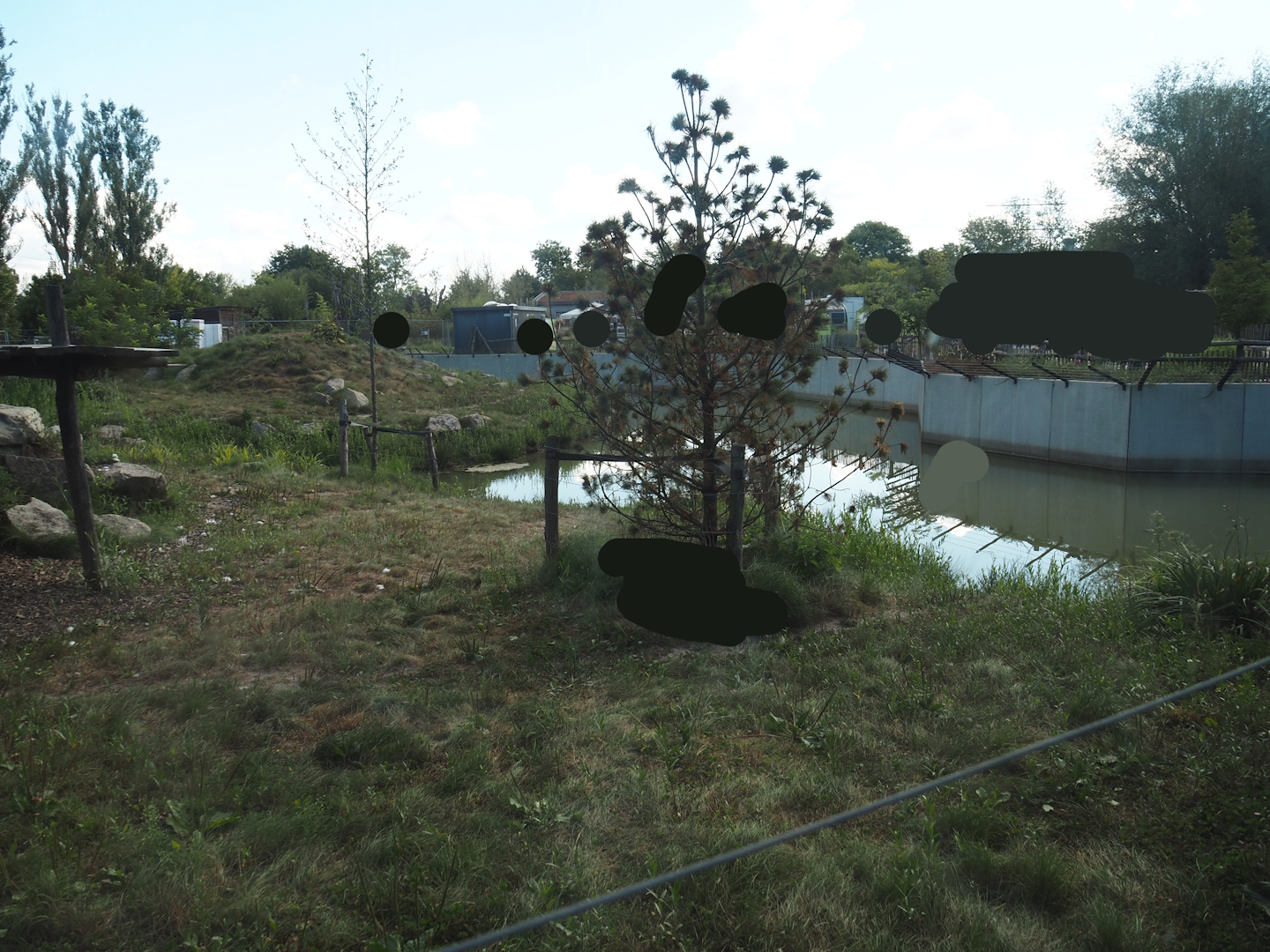 Second and larger new Amur tiger exhibit, 2025-08-24