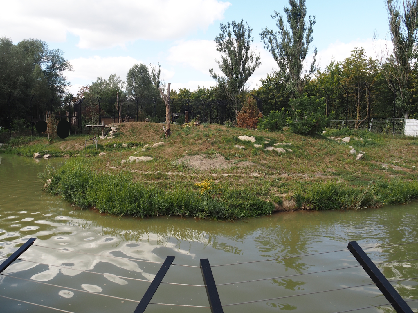 Second and larger new Amur tiger exhibit, 2025-08-24