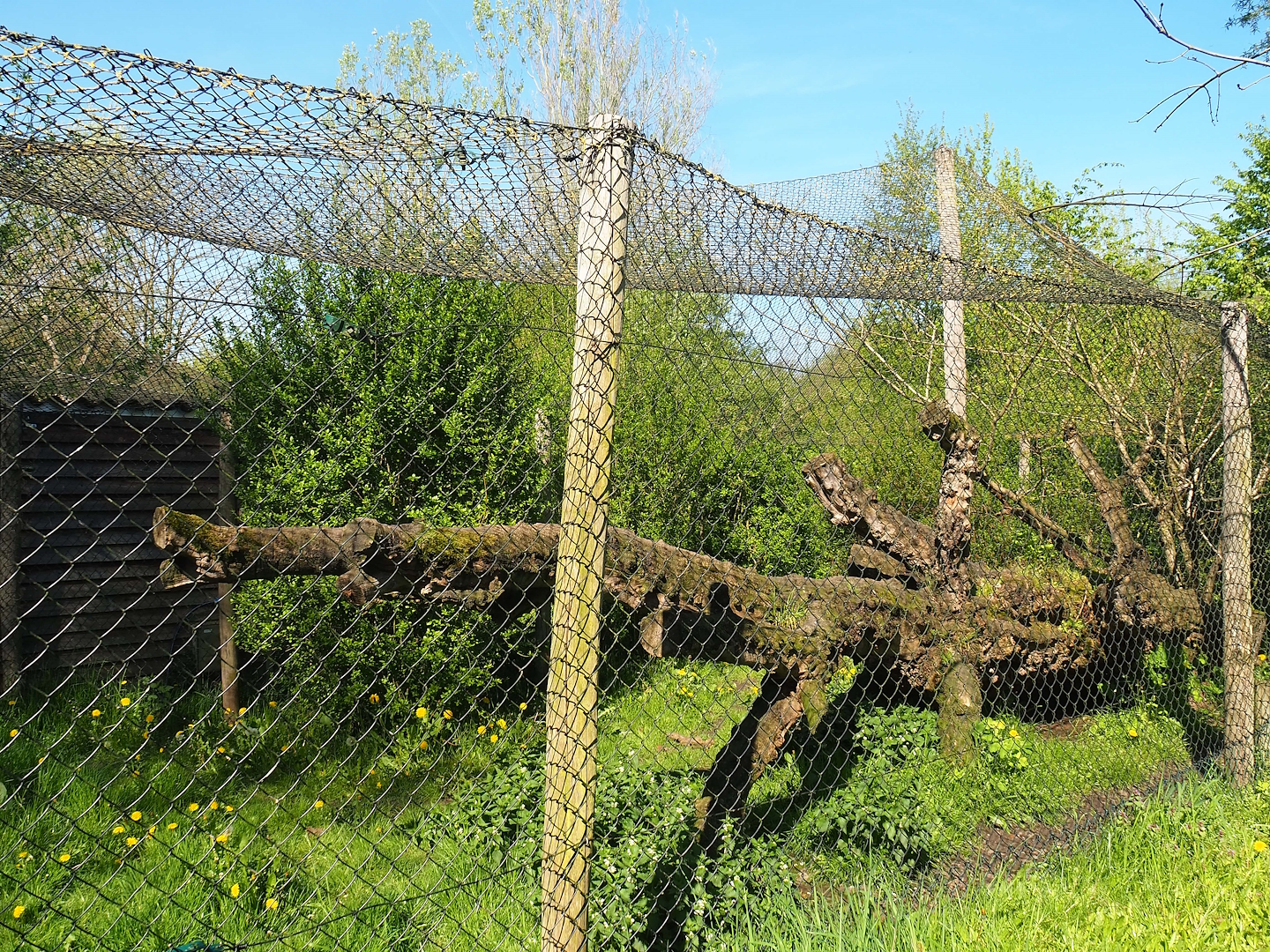 Second and smaller Eurasian lynx exhibit, 2023-04-30