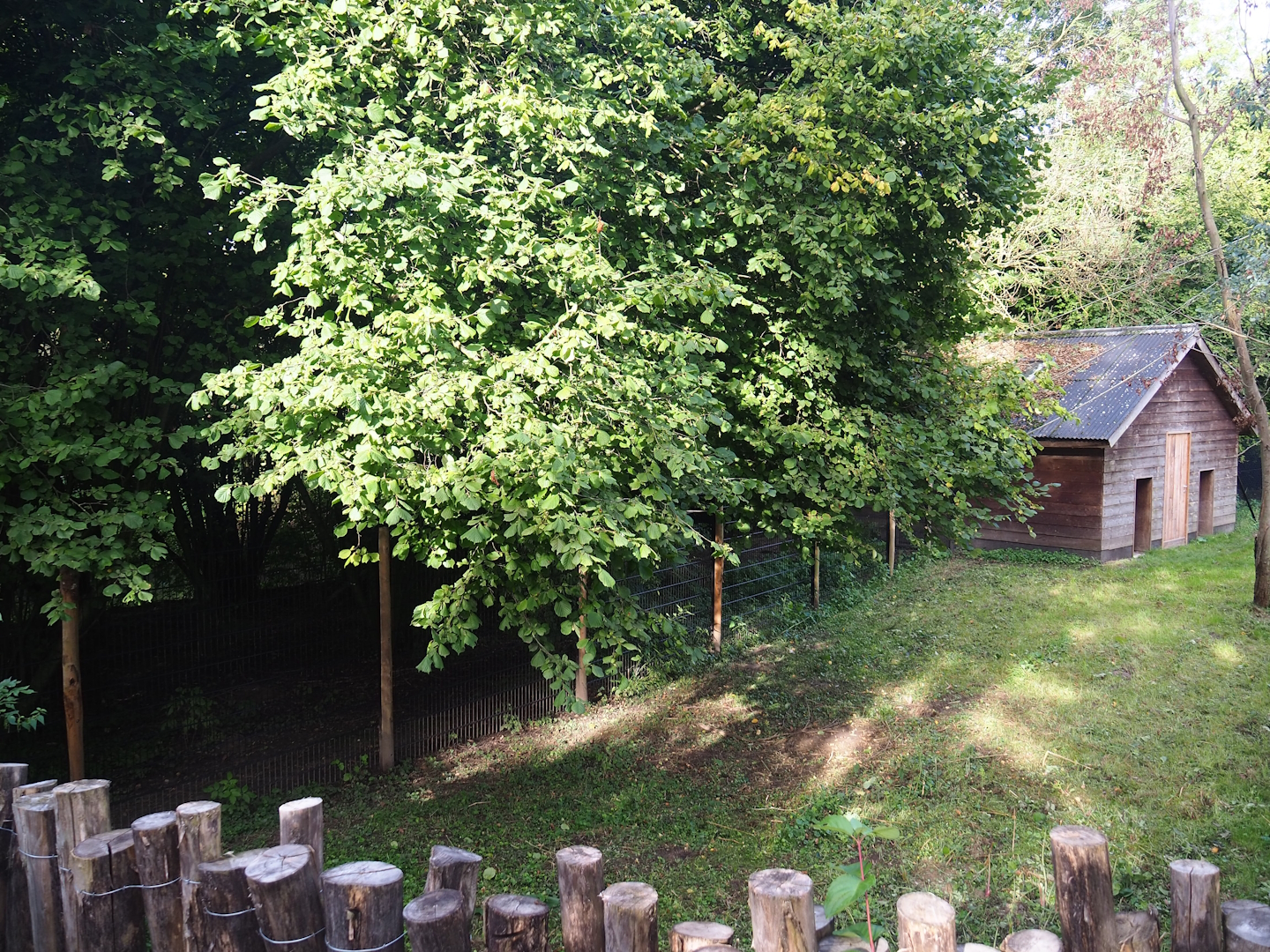 Second and third Double-wattled cassowary exhibits, 2023-09-19