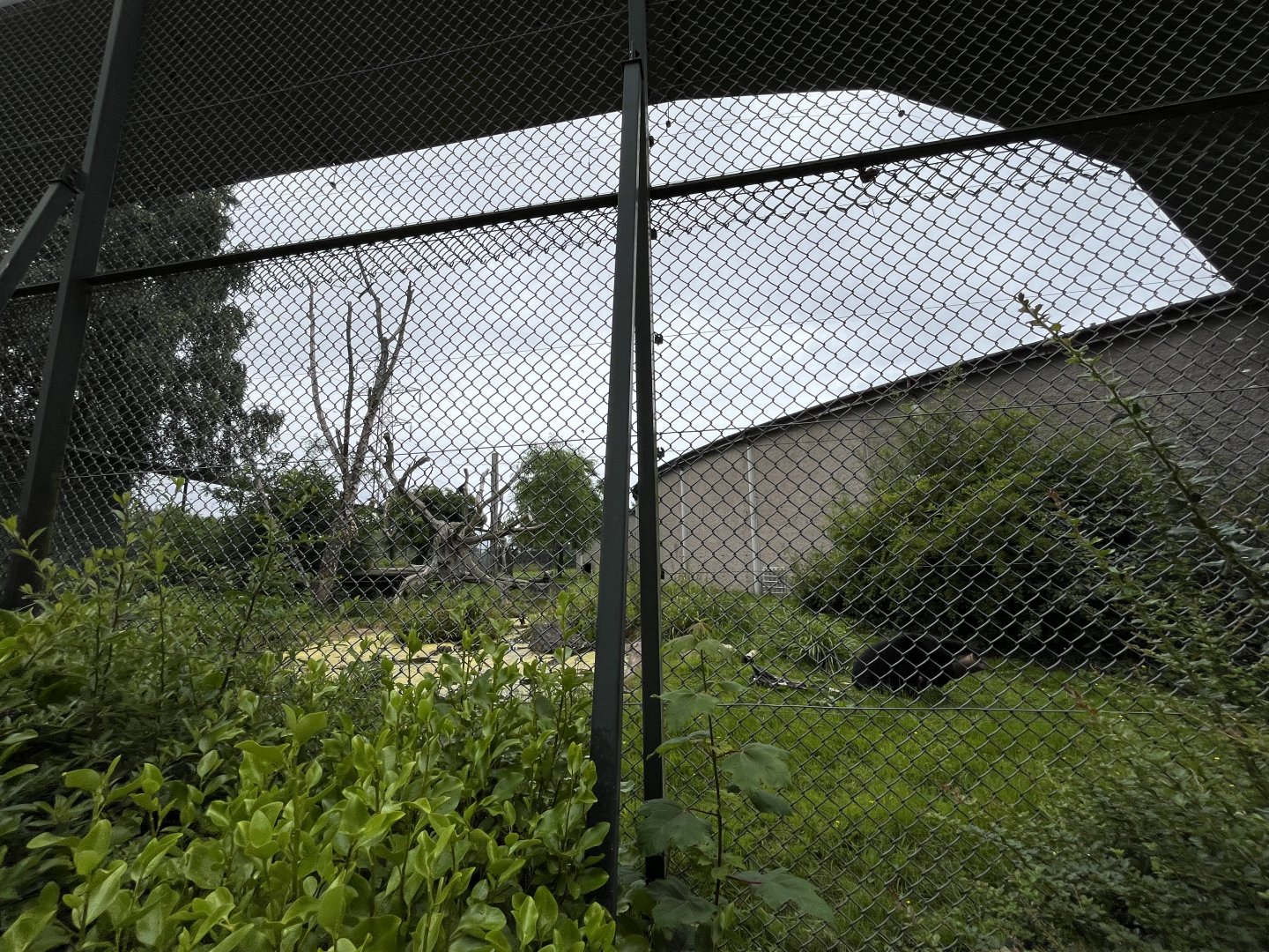 Second Andean bear enclosure 29.6.24