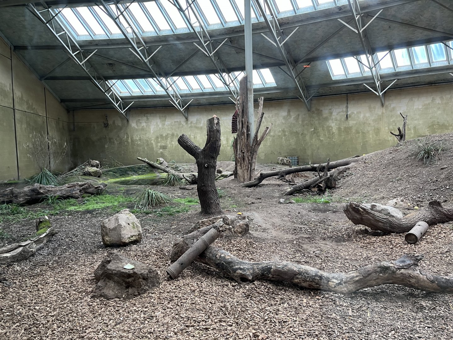 Second Andean bear enclosure indoors 29.6.24
