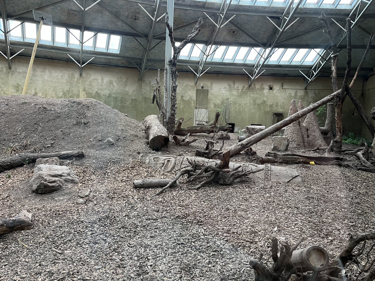 Second Andean bear enclosure indoors 29.6.24