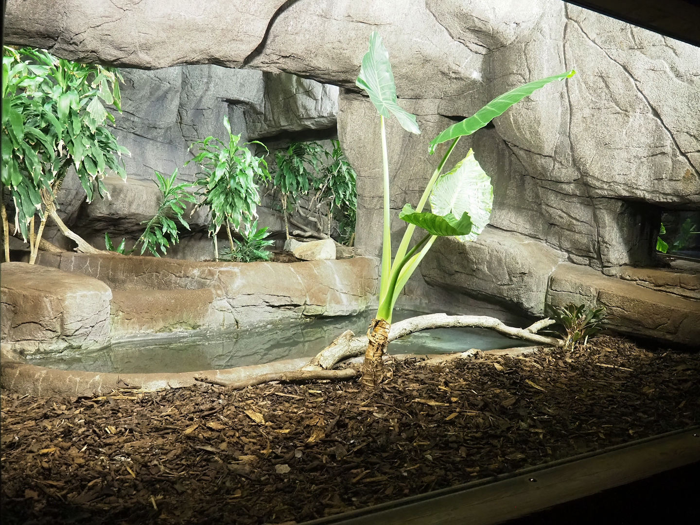 Second Asian water monitor exhibit, 2023-10-07