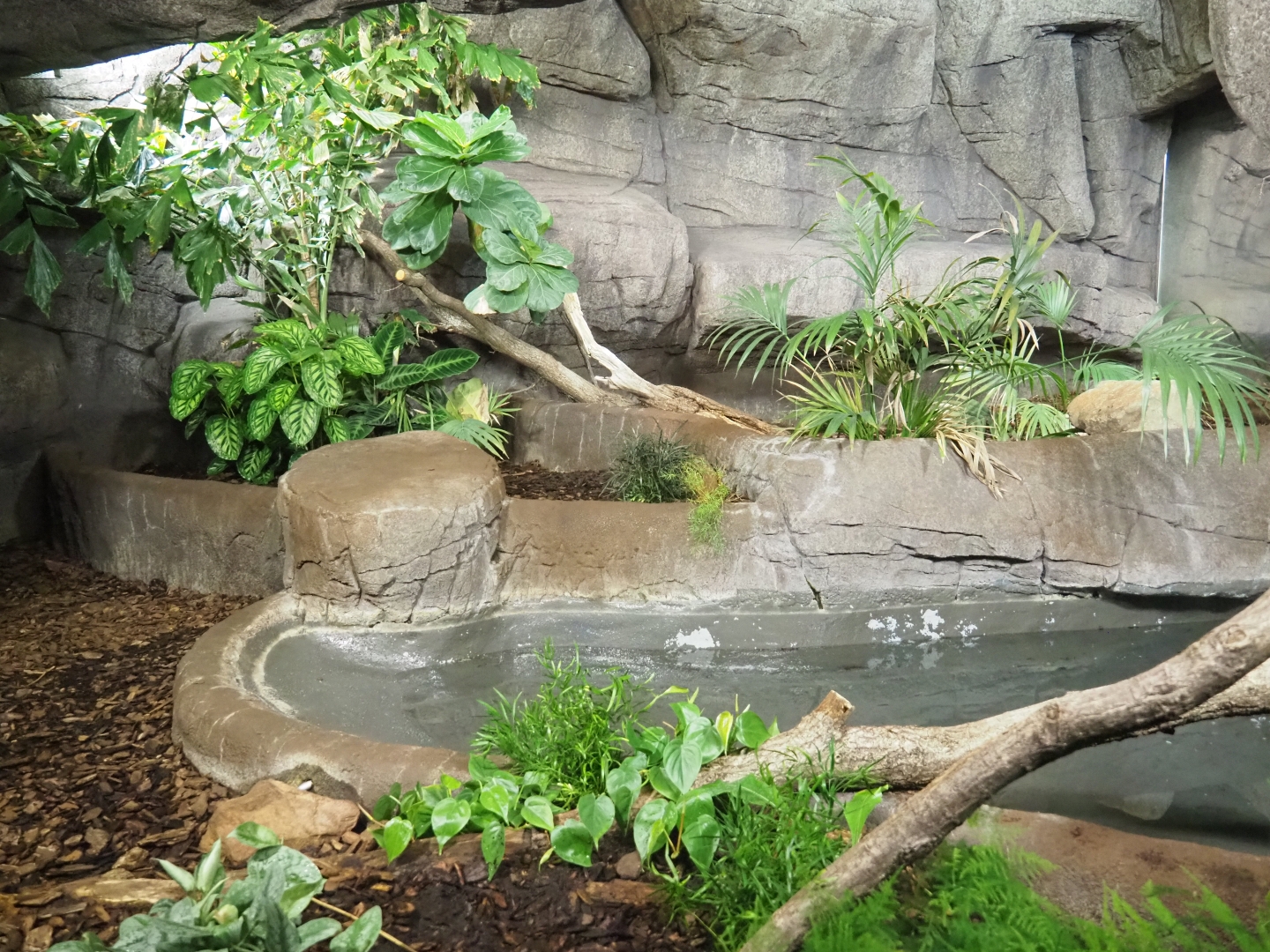 Second Asian water monitor terrarium (Sep 16th, 2018)