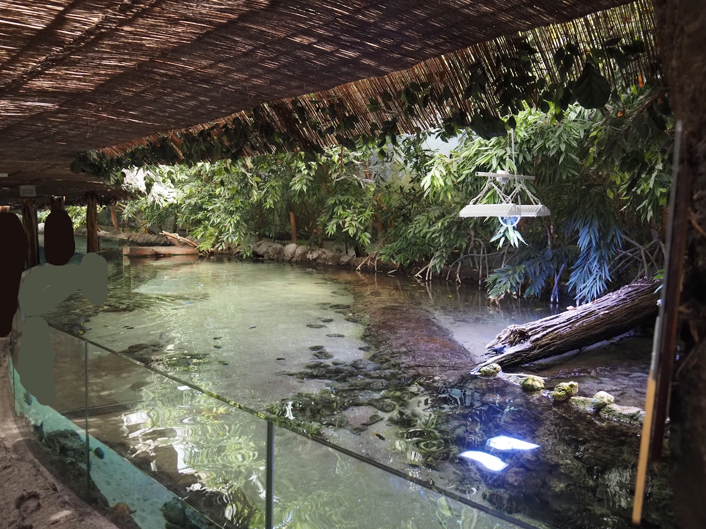 Second Atlantic mangrove exhibit, 2024-06-30