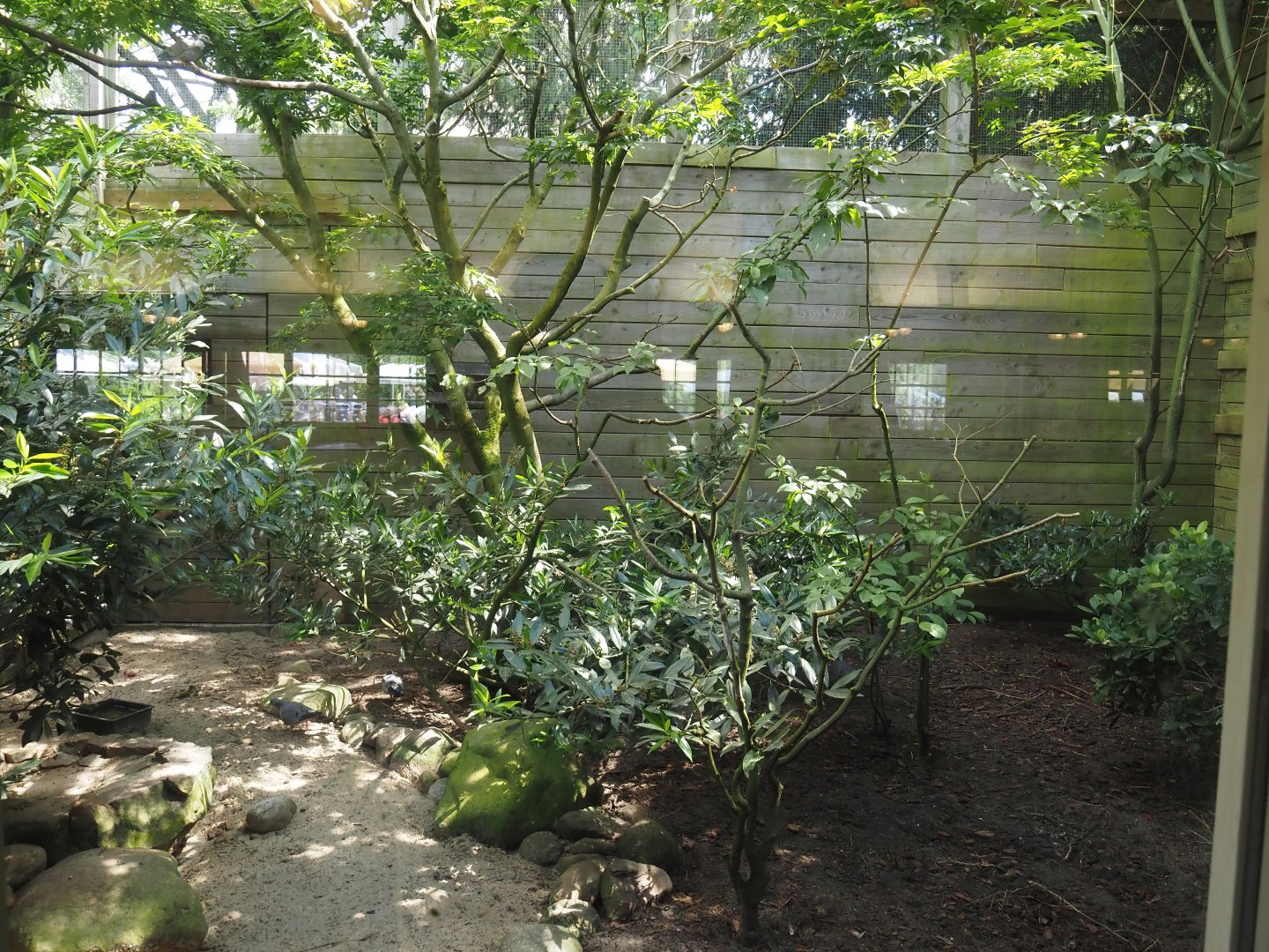 Second aviary behind the Rosencafé - Himalayan monal, Stock dove, Rufous treepie and Red-billed blue magpie, 2024-05-23