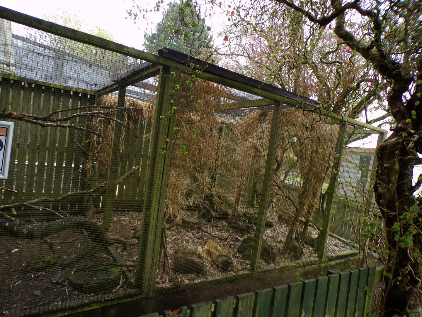 Second bali starling aviary 7.5.23