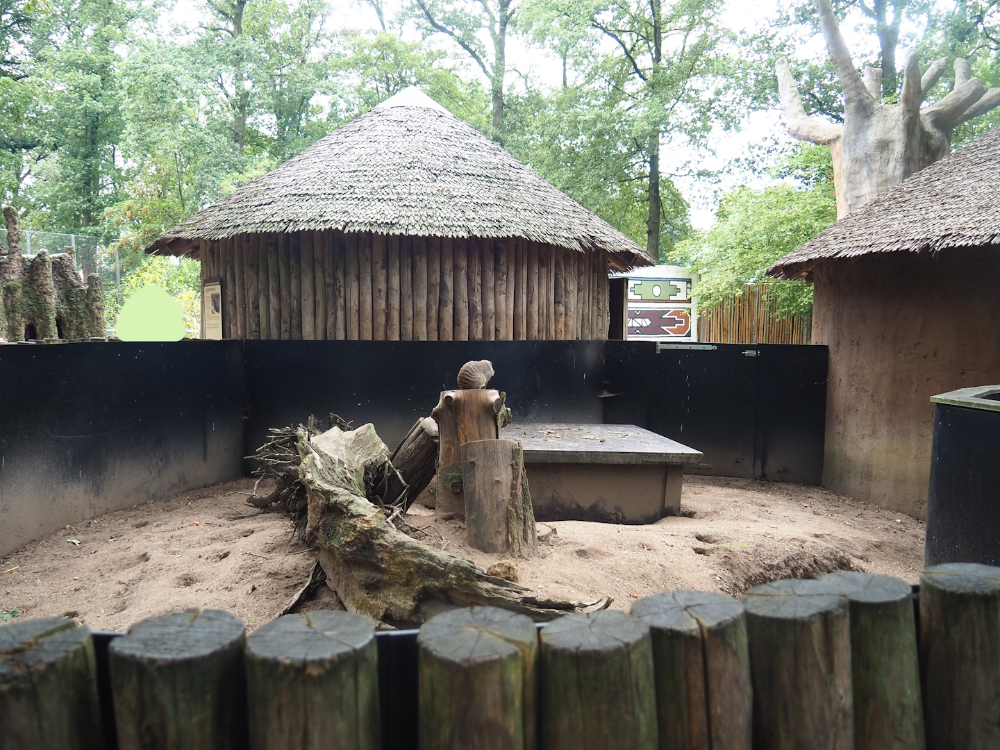 Second Banded mongoose exhibit, 2023-08-17