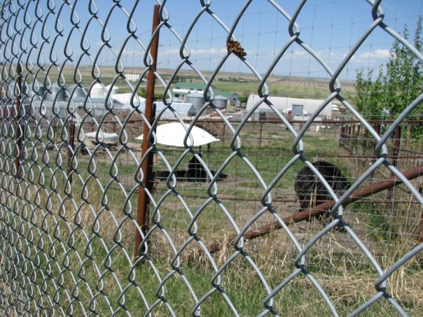 Second Bear enclosure - Guzoo May 2008
