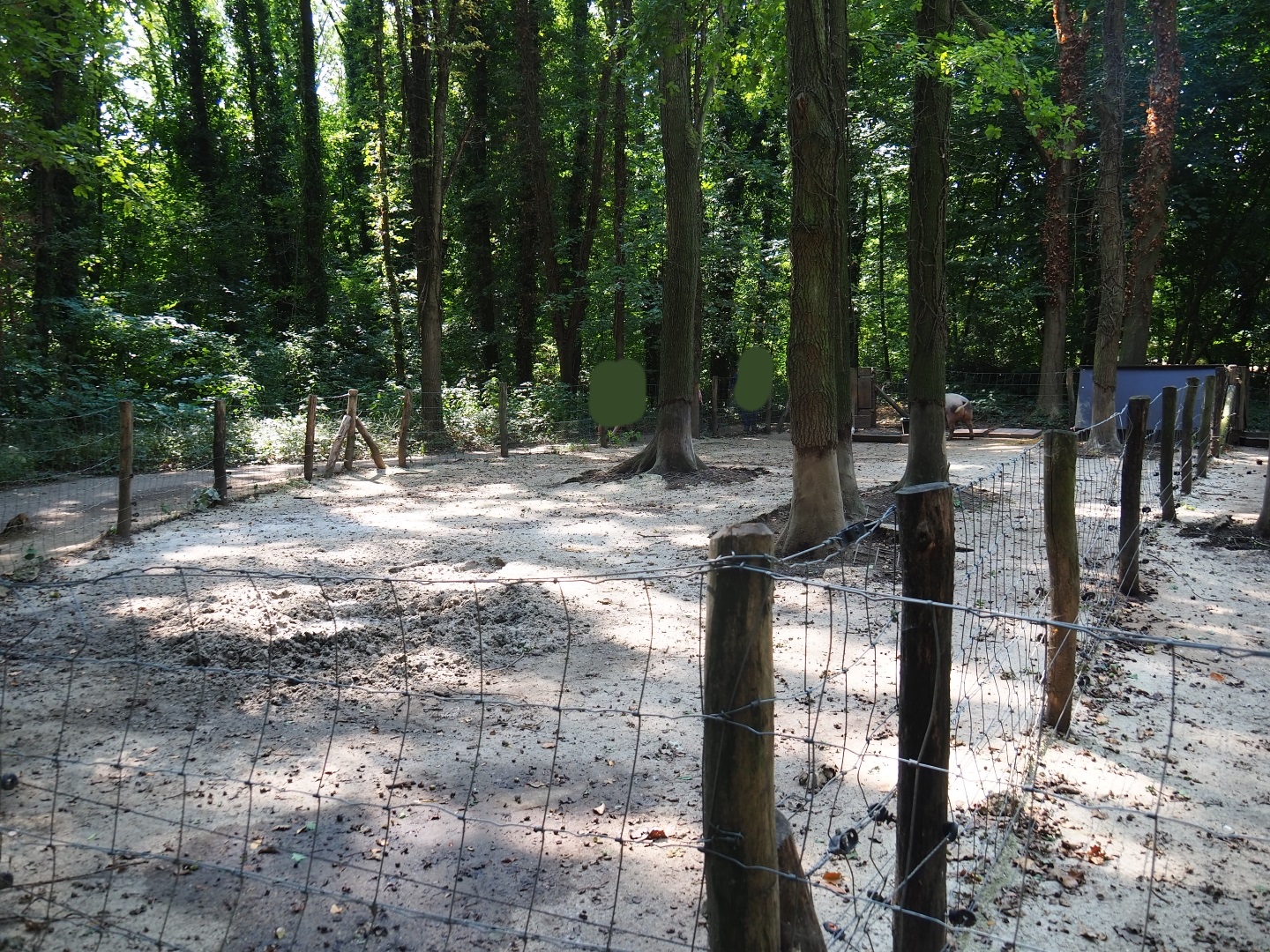 Second Bentheim black pied pig pen (Aug 28th, 2018)